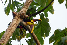 Toucans - Costa Rica